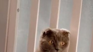 Gato se queda quieto para evitar jugar con un bebé (+Video)