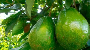 Miranda exportará aguacates a China