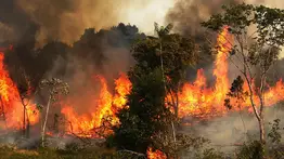 Aumentan los incendios forestales en la Amazonía brasileña: Sepa más