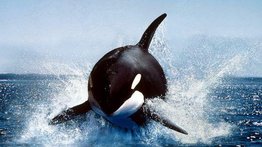 Choque de una ballena deja un muerto y un herido