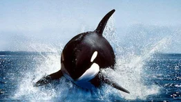 Choque de una ballena deja un muerto y un herido