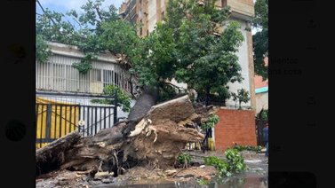Reportan caída de árboles y fuertes vientos en Caracas