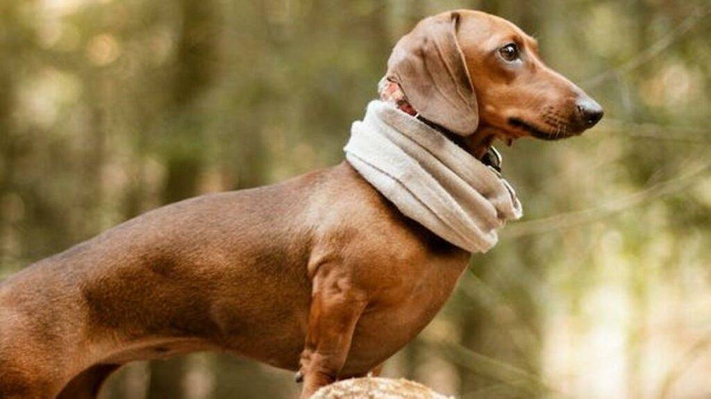 Cuántas clases de perro salchicha hay