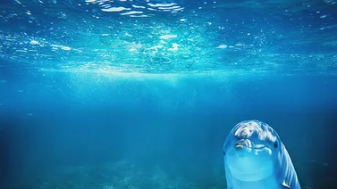 ¡Grandioso! Captan manada de delfines (+Video)
