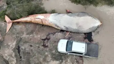 Encuentran una ballena muerta en la playa Encuentran una ballena muerta en la playa
