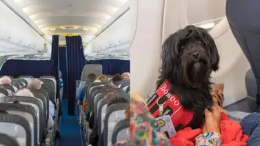 Pareja recibe indemnización en un vuelo por sentarse junto a un perro Pareja recibe indemnización en un vuelo por sentarse junto a un perro
