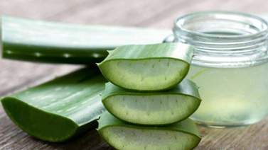 Aloe vera: un remedio natural que sirve para todo