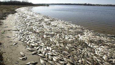 Sequía en la Amazonía provoca la muerte de toneladas peces