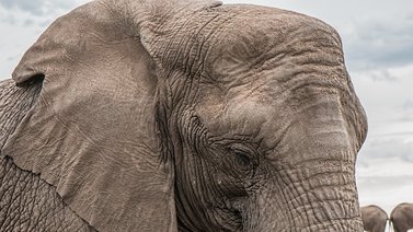 Elefante reacciona ante hecho accidental de un niño (+Video)