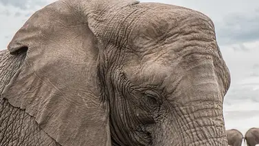 Elefante reacciona ante hecho accidental de un niño (+Video) Elefante reacciona ante hecho accidental de un niño (+Video)