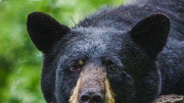¡Un poco atrevido! Esto hizo un oso en un parque (+Video)