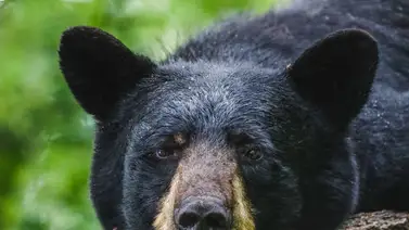 ¡Un poco atrevido! Esto hizo un oso en un parque (+Video) ¡Un poco atrevido! Esto hizo un oso en un parque (+Video)