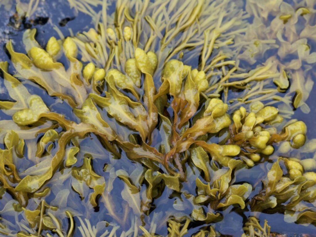 El fucus vesiculoso: alga marina que nutre tu piel El fucus vesiculoso: alga marina que nutre tu piel