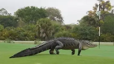 Autoridades investigan el ataque de un caimán de cuatro metros Autoridades investigan el ataque de un caimán de cuatro metros
