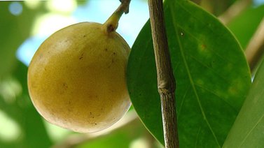 Conozca la letal "manzanilla de la muerte" y sus efectos en el cuerpo humano