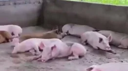 Filtran video del ganado que tenía "El Niño Guerrero" en Tocorón