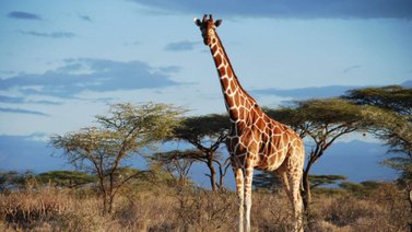 ¿Sabes cuánto miden las jirafas africanas?