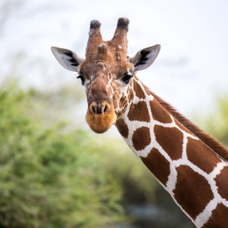 ¿Sabes cuánto miden las jirafas africanas? ¿Sabes cuánto miden las jirafas africanas?