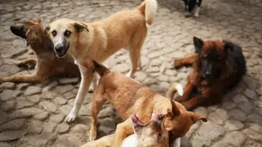 ¡Alarmante! Más de 150 perros fueron abandonados por mineros ilegales ¡Alarmante! Más de 150 perros fueron abandonados por mineros ilegales