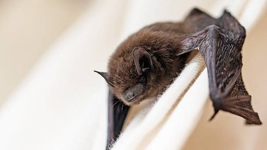 Esto se sabe sobre los sintomas del virus Nipah