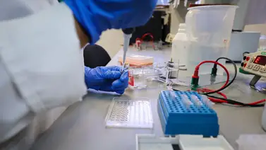 Venezuela busca reducir impacto de enfermedad del dragón amarillo Venezuela busca reducir impacto de enfermedad del dragón amarillo