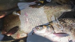 Mujer se queda sin sus extremidades tras consumir pescado crudo