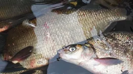 Mujer se queda sin sus extremidades tras consumir pescado crudo