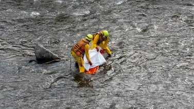 ¡Dantesco! Descuartizan a joven venezolana y lanzan sus restos a un río ¡Dantesco! Descuartizan a joven venezolana y lanzan sus restos a un río