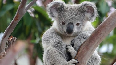 Conoce las características de los koalas
