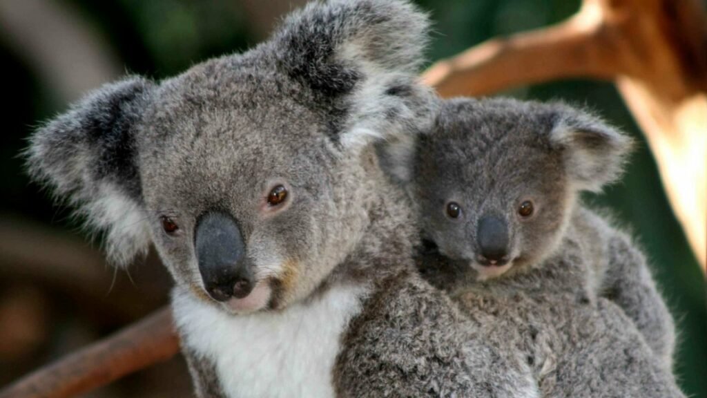 Conoce las características de los koalas