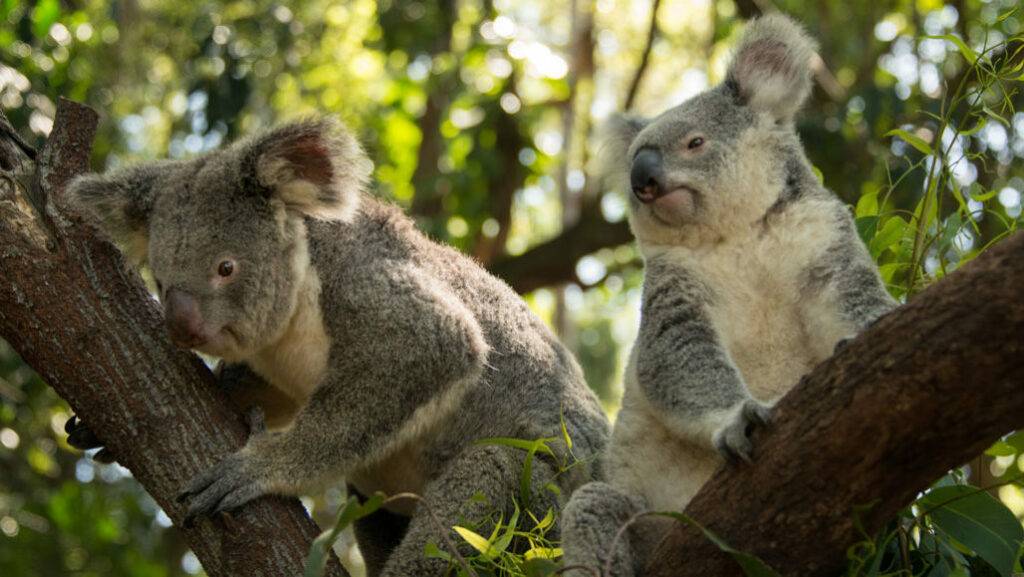 Conoce las características de los koalas