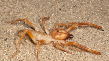 Araña escorpión, una especie fuera de lo común