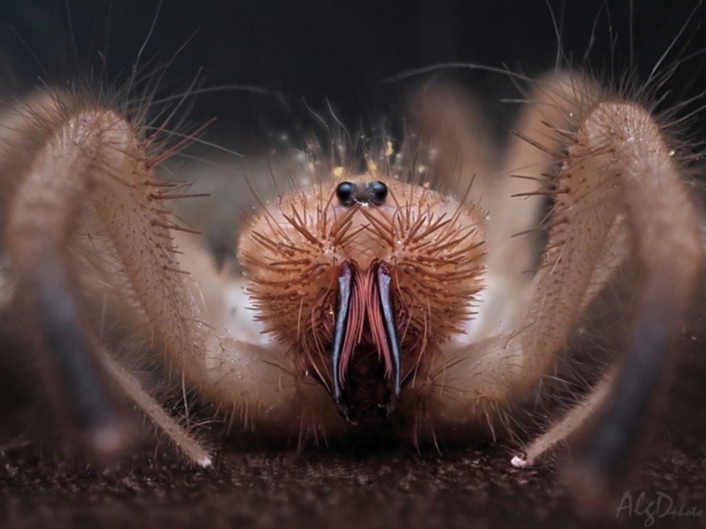 Araña escorpión, una especie fuera de lo común Araña escorpión, una especie fuera de lo común
