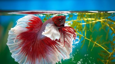 Curiosidades fantásticas sobre los peces