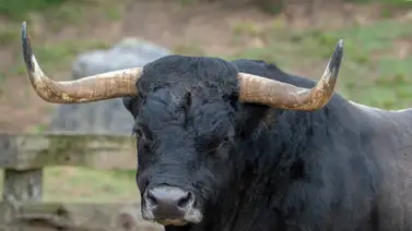 ¡Vergüenza! Viralizan video del maltrato animal a un toro ¡Vergüenza! Viralizan video del maltrato animal a un toro
