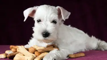 Recetas de galletas caseras para perros Recetas de galletas caseras para perros