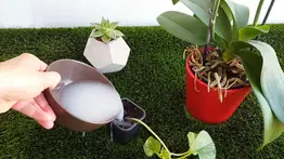 Con esta agua tus platas crecerán llenas de nutrientes