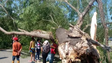 Joven muere aplastada por un enorme árbol en Trujillo Joven muere aplastada por un enorme árbol en Trujillo