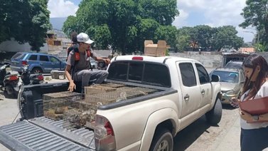 Incautan 30 especies de fauna silvestre y exótico en Caracas (+Fotos)