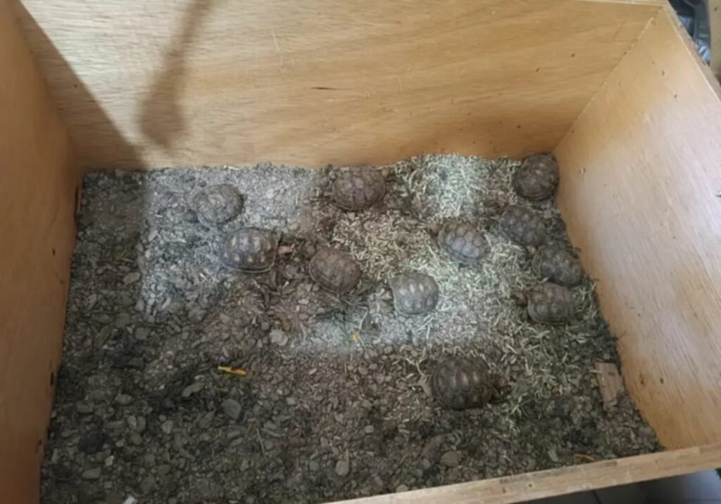 Incautan 30 especies de fauna silvestre y exótico en Caracas (+Fotos)