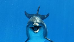 Avistan una manada de delfines y uno de ellos resalta por su color