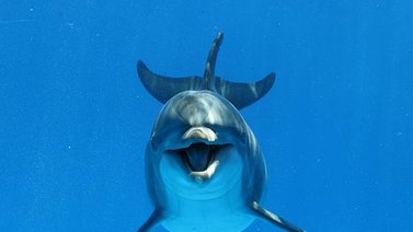 Avistan una manada de delfines y uno de ellos resalta por su color