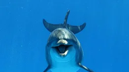 Avistan una manada de delfines y uno de ellos resalta por su color