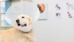 Cuando es necesario colocarle un collar isabelino al perro