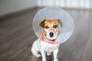 Cuando es necesario colocarle un collar isabelino al perro Cuando es necesario colocarle un collar isabelino al perro