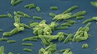 Alertan de mortífera bacteria “come carne” en aguas del Atlántico Alertan de mortífera bacteria “come carne” en aguas del Atlántico