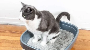 Tipos de arenas para gato y pasos para limpiarlos
