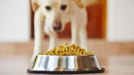 El hambre insaciable de los labradores