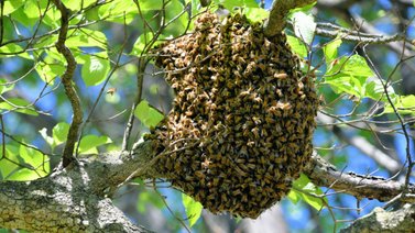 LO ÚLTIMO: Muere bombero tras ser atacado por abejas en los Valles del Tuy