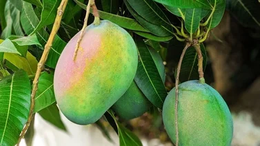 ¡Lamentable! Hombre murió tras caer de una mata de mangos